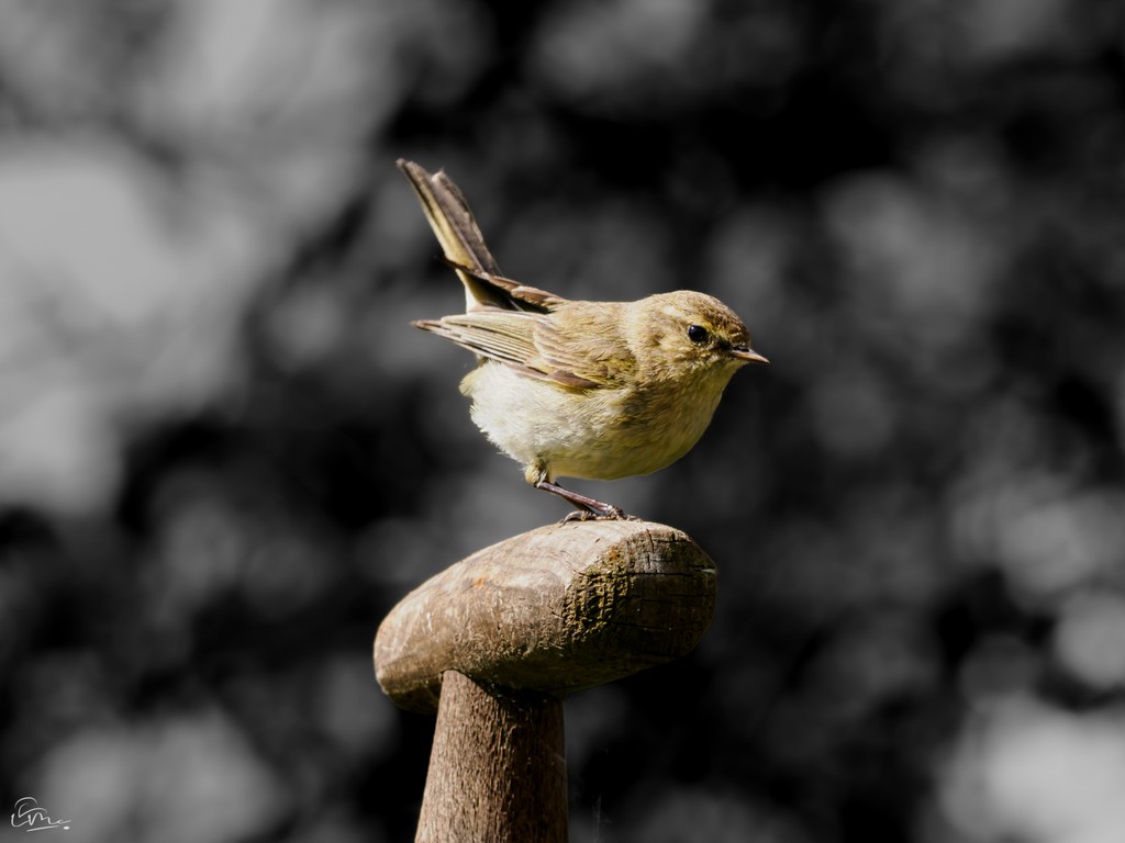 This Chiffchaff kept us entertained for hours over the weekend. Landing on the binoculars, my foot and fluttering between the shrubs and trees.

It deserves the spotlight!

#ukbirds #rspb_love_nature #britishbirds #rspb #britishwildlife