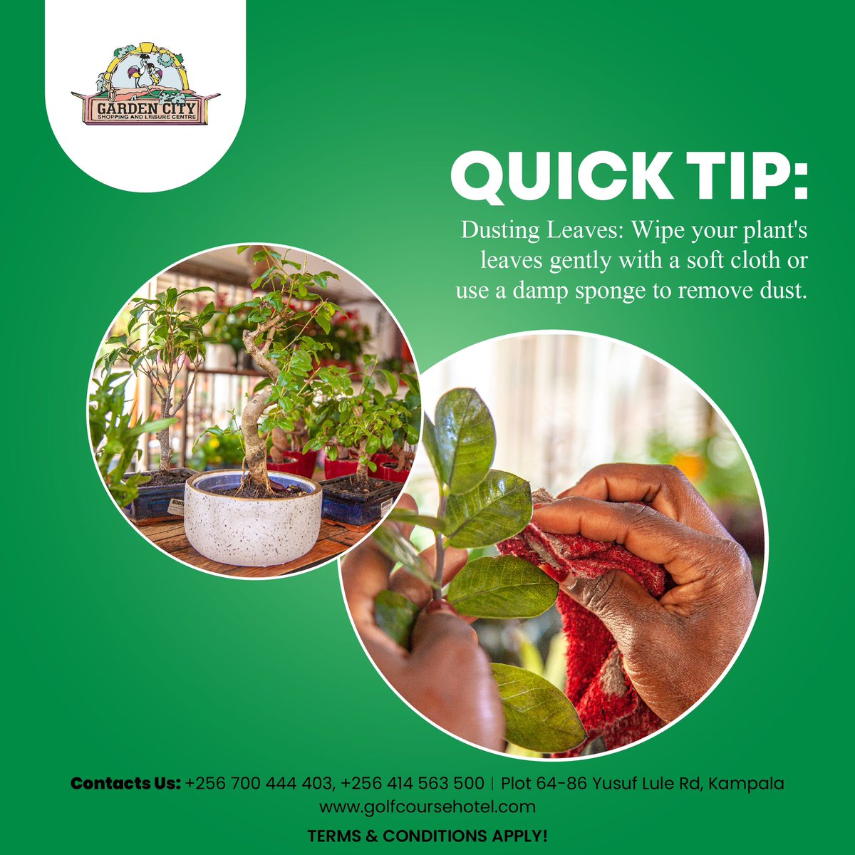 Keep your greens gleaming! 🌿 Gently wipe your plant's leaves with a soft cloth or use a damp sponge to remove dust. #GardenCityMall #PlantCare #GreenThumbTips #HealthyPlants
