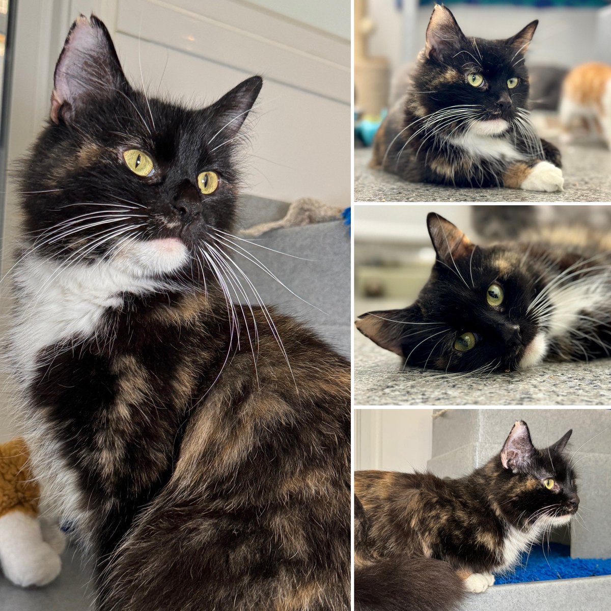 Good morning #CatsOnTwitter Potter, Tinky Winky, Tim, Jayden, Colin and Edison have all gone home over the weekend. Also, Mel (pictured below) has left for her ‘furever’ home 🎉 #CatsOnX #MondayMotivation #AdoptDontShop #BankHoliday