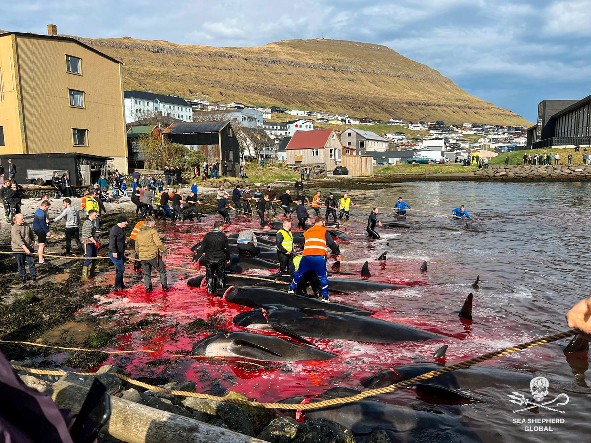 🚨UPDATE - The killing in Klaksvik, #FaroeIslands is over. Over 30 pilot whales were driven and killed in the first slaughter of 2024. Our crew are on location to document the killed whales, mothers, and calves. Stay tuned for important updates! 📷Sea Shepherd #stopthegrind