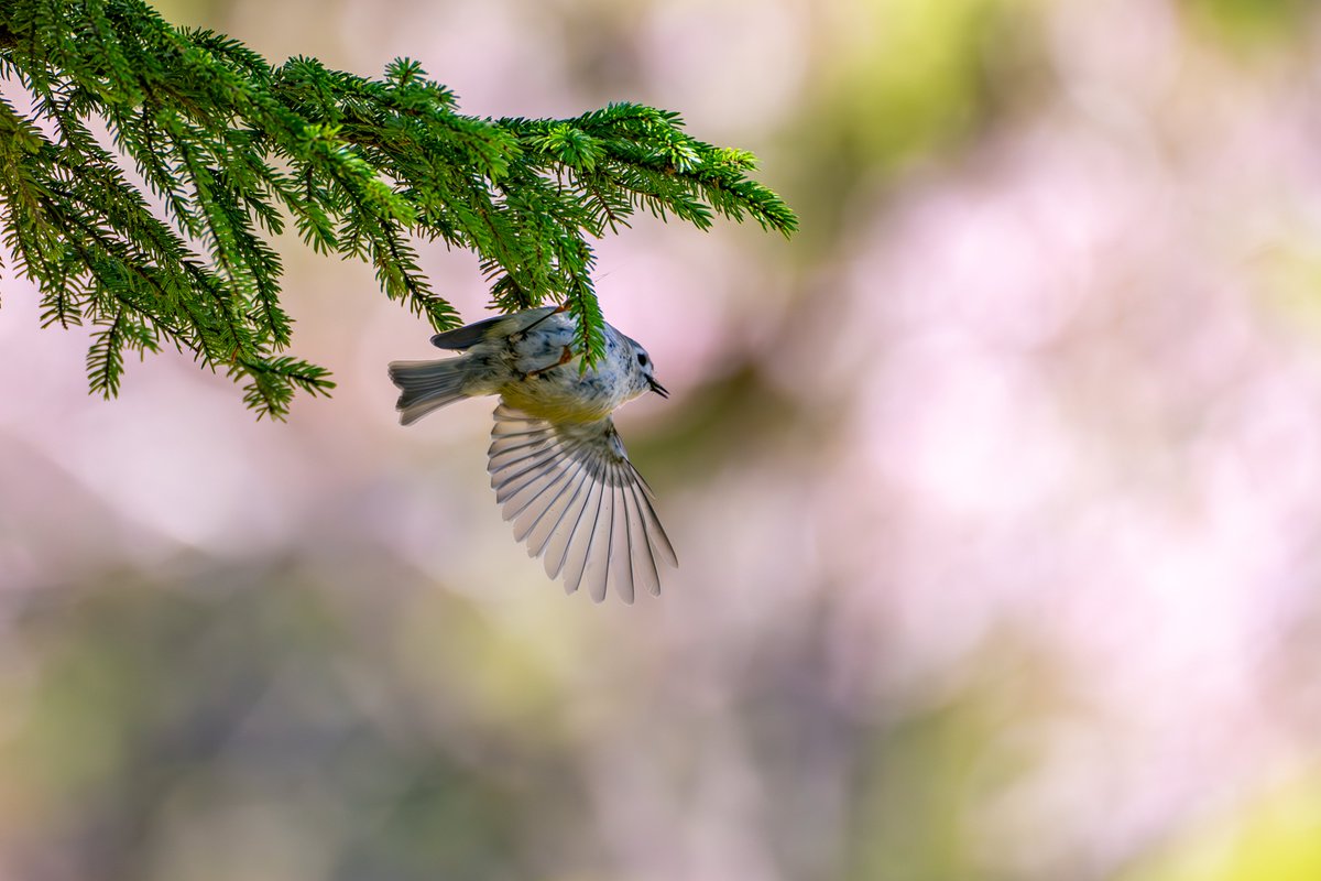 キクイタダキ撮影。 #キクイタダキ　#可愛い　#日本一小さな鳥　#北海道３大かわいい動物　#キクちゃん