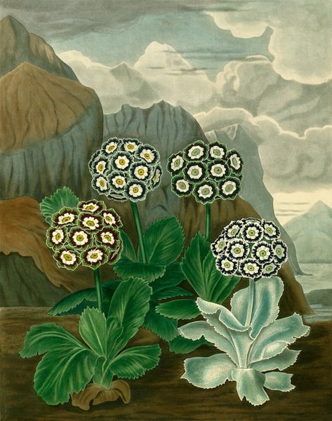 'The Auricula in its Natural Habitat' - colour plate from Samuel Curtis's 1820 publication 'The Beauties of Flora'. The artist was probably Clara Maria Pope (1767-1838), whose work Curtis admired for its beauty and accuracy.