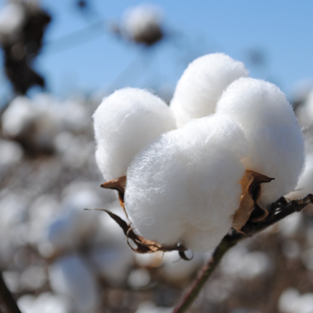 📅 Engaging week delving into Cotton and the latest WTO updates:
✔️ @PressACP-@ICAC_cotton Event on Cotton
✔️ 41st Round of the Director General's Consultative Framework Mechanism on Cotton
✔️ Focused Discussion on Trade-Related Developments in Cotton
✔️ Cotton Portal Webinar