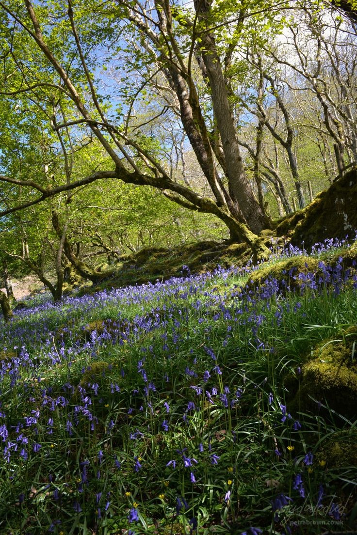 spring forest.