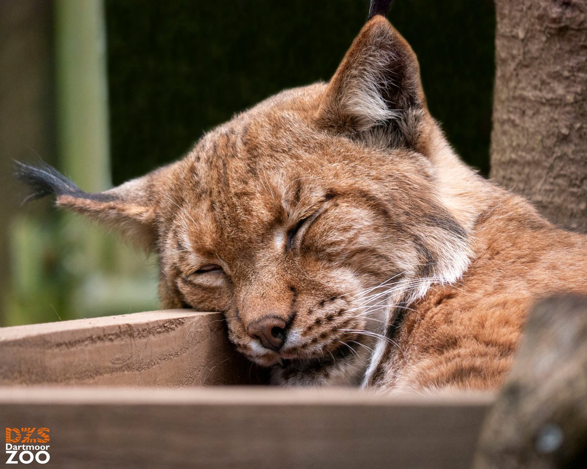 Sleepy Flav 😴 📷 Marketing Kira #DartmoorZoo #DZS #Devon #Lynx