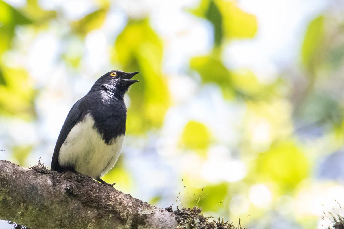 Today is Bird Day! 🌱 A recent first-of-its kind study co-authored by @BirdLife_News scientists and published in @ScienceMagazine has found that conservation actions are effectively halting and reversing #Biodiversity loss. 👇 🔗 Find out more: birdlife.org/news/2024/04/2…