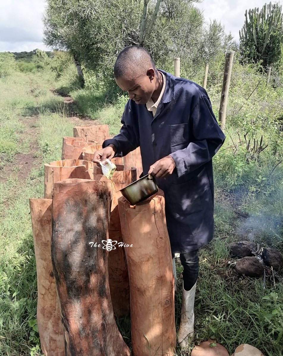 Installation and baiting of traditional log hive and langstroth #hive  at our demo #farm in #Isiolo. Contact us at beekeepers@thehive.co.ke or at+254-706349748 whether you're interested in purchasing hives or seeking #beekeeping  services. #Bee #beekeeper #honey #Madeinkenya