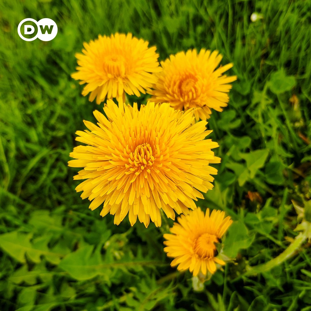 Guten Morgen! Wusstet ihr, dass sowohl die Blüten als auch die grünen Blätter des Löwenzahns essbar sind? Besonders schön sehen die Blüten im Salat und auf dem Kuchen aus. 🙂 Wie heißt der Löwenzahn in eurer Sprache?