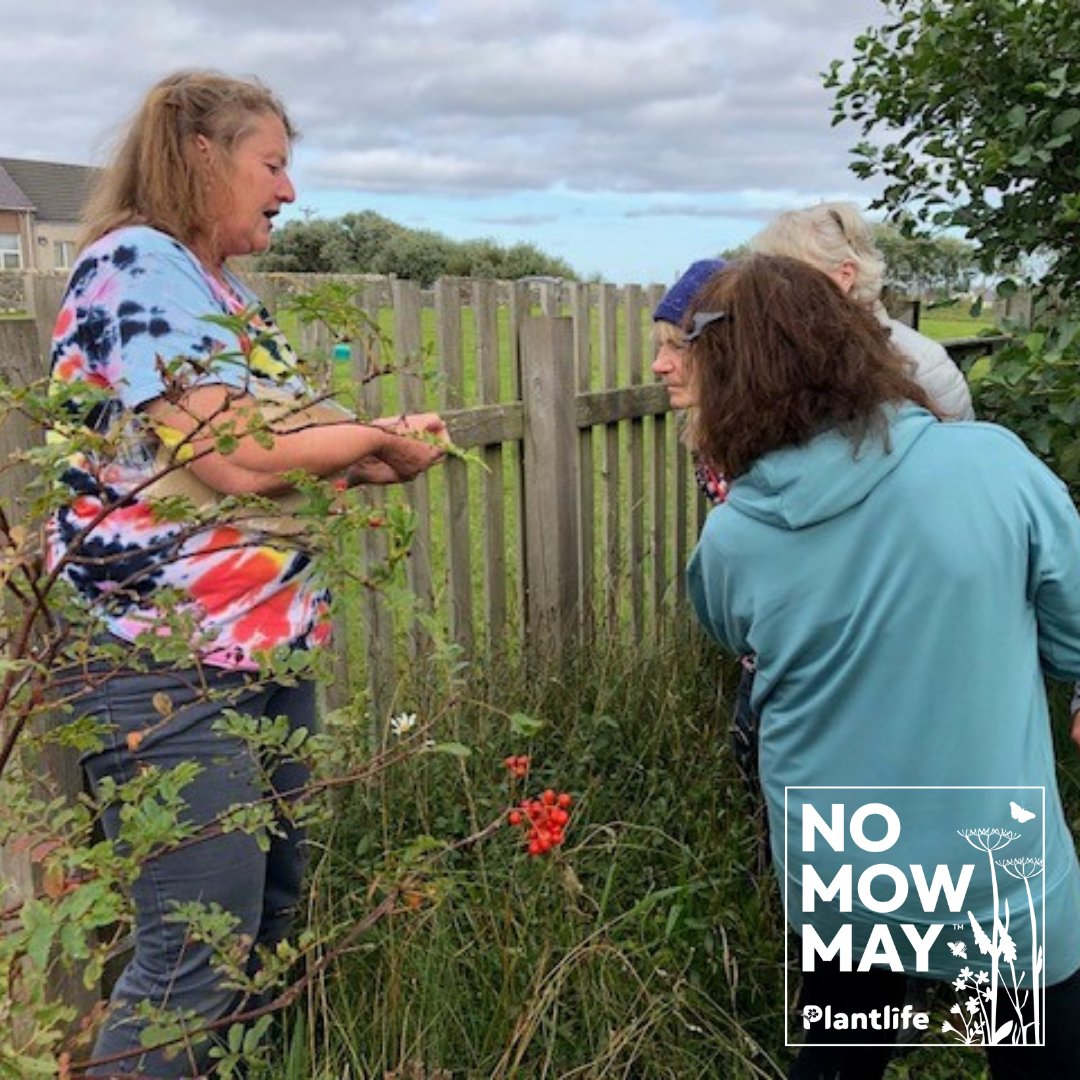 Let your garden grow to help our pollinators! 🐝 During May let your grass & wild flowers grow to create a wildlife sanctuary, which will benefit nature, health & your community.🌻 How can you take part? Easy - do nothing & let your lawn grow! ✨ #NoMowMay plantlife.org.uk/campaigns/nomo…