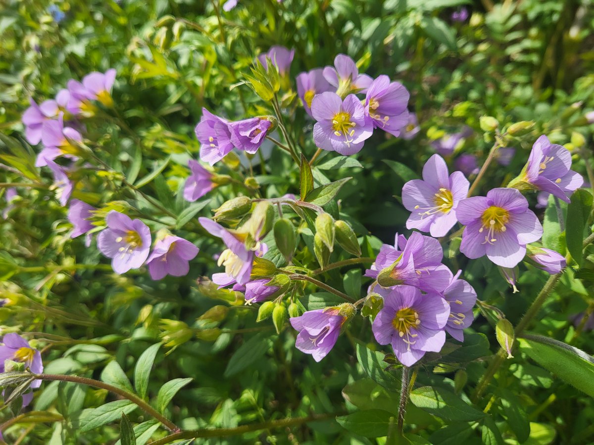 💟 Pretty as a picture - you can find this beautiful Polemonium 'Lambrook Mauve' in our Cottage Garden, just follow the bees, they love it!