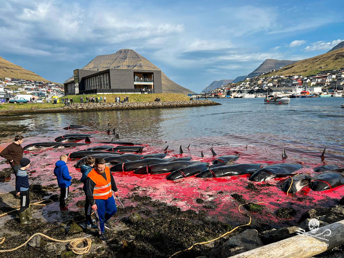 domdyer70's tweet photo. The first pilot whales of 2024 were slaughtered in the Faroe Islands yesterday. To the end of 2023 the Faroe Islands exported £970 million of fishery products to Britain we only sent £32 million of goods back to the Faroe Islands. Will a Labour Government suspend this trade agreement to stop this cruel slaughter ? @Keir_Starmer @DavidLammy @timfarron