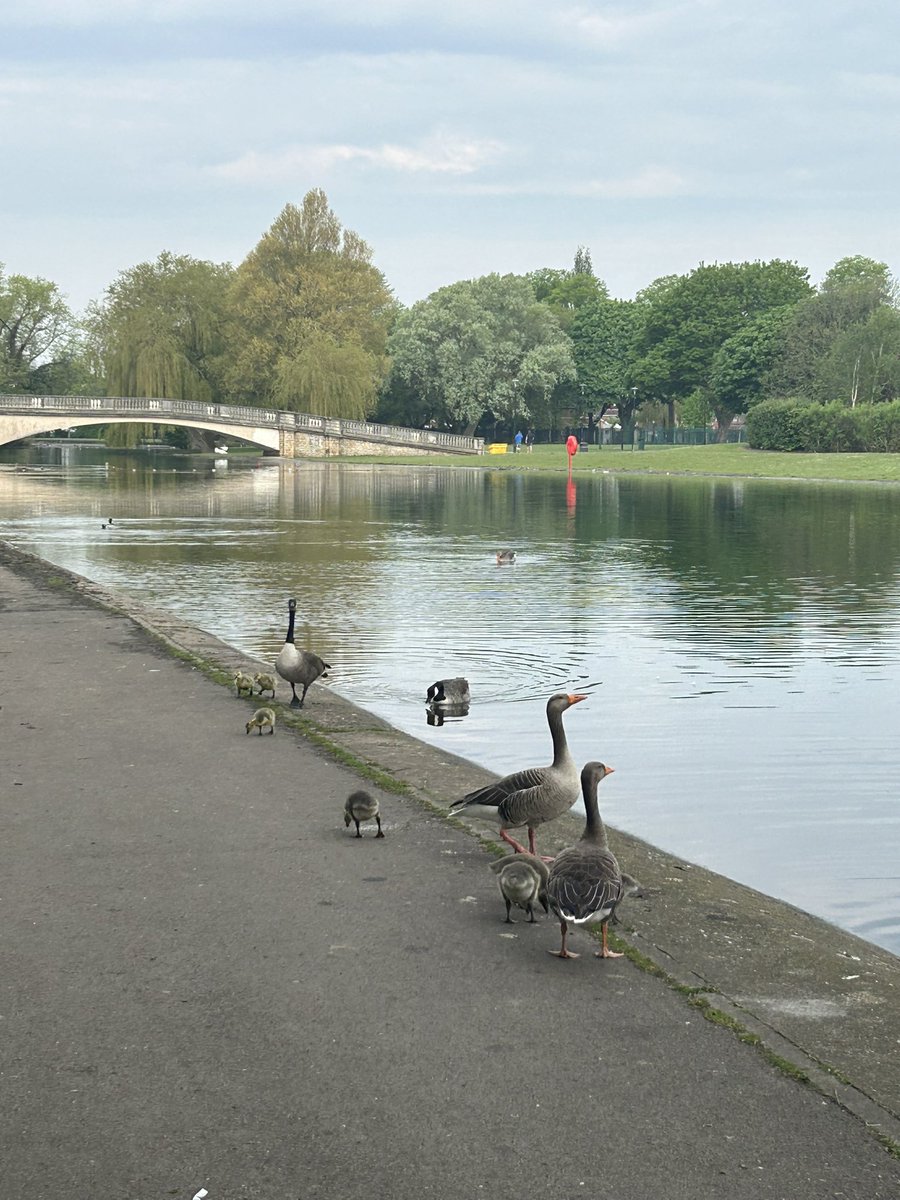 Lovely run with my friend this morning, saw some cute duckings too! 💪🏻🏃‍♀️🏃‍♀️ #exercise #fitnessaddict #running #ukrunchat