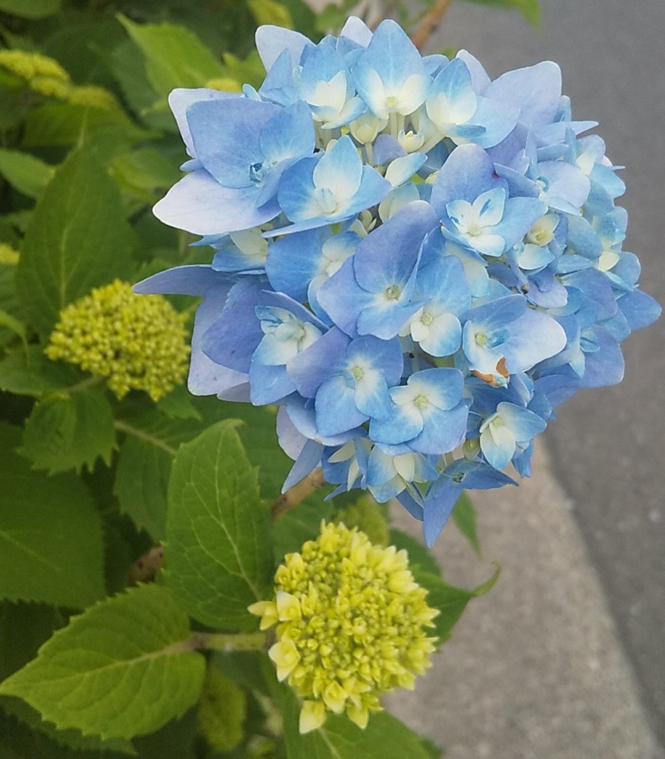 これから大好きな花の時期が始まります🙋 #紫陽花