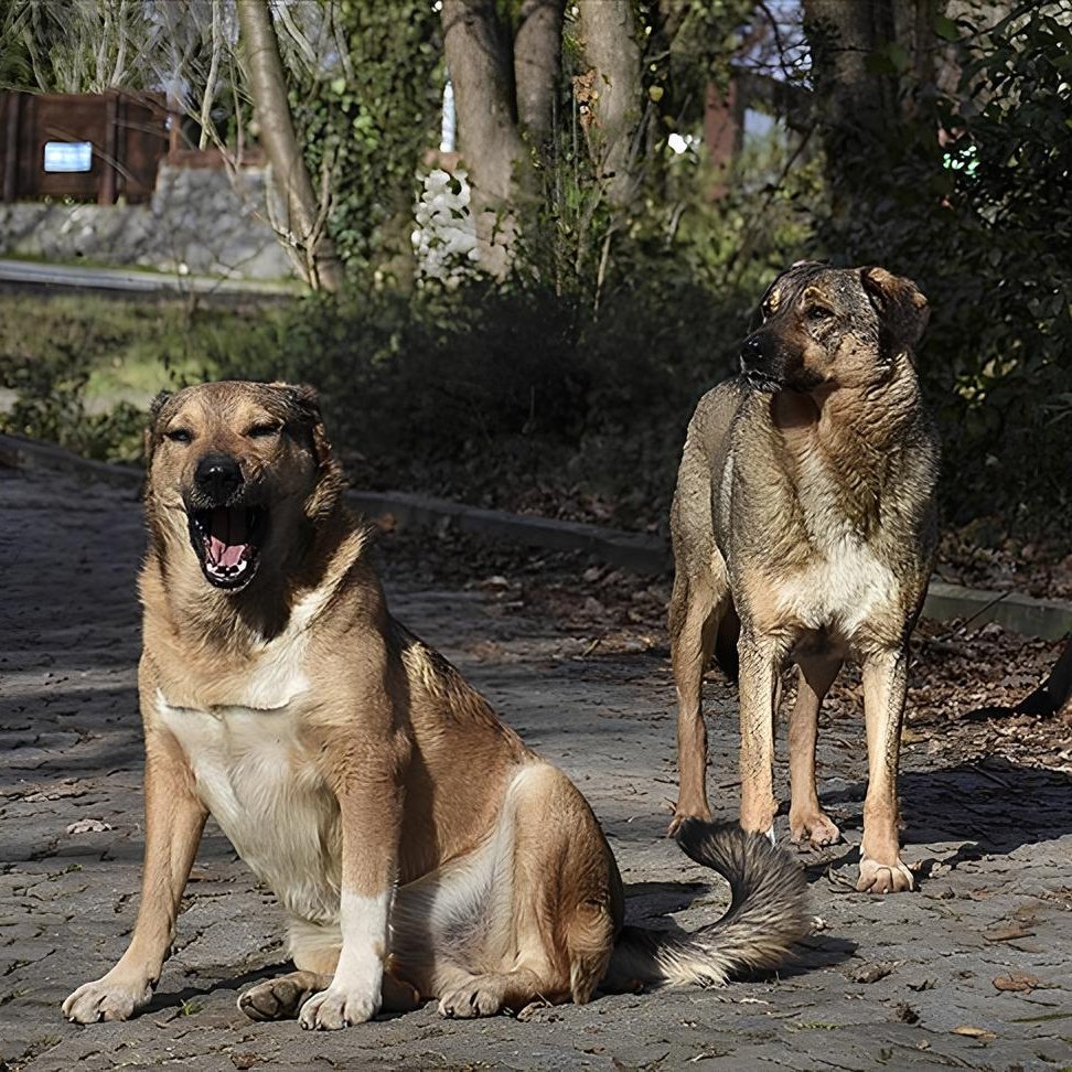 Türkiye'nin en büyük 3 şehrindeki başıboş sokak köpeği sayısı 700 bine yaklaştı.