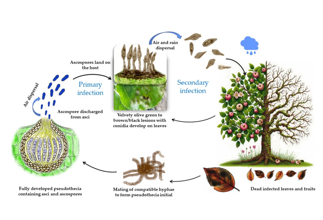 Editor's Choice article
#Integrating #Biological #Control Agents for Enhanced Management of Apple Scab (Venturia inaequalis): Insights, Risks, Challenges, and Prospects 

Published by Chisom Augusta Okoro *, Abbas El-Hasan * and Ralf T. Voegele
doi.org/10.3390/agroch…