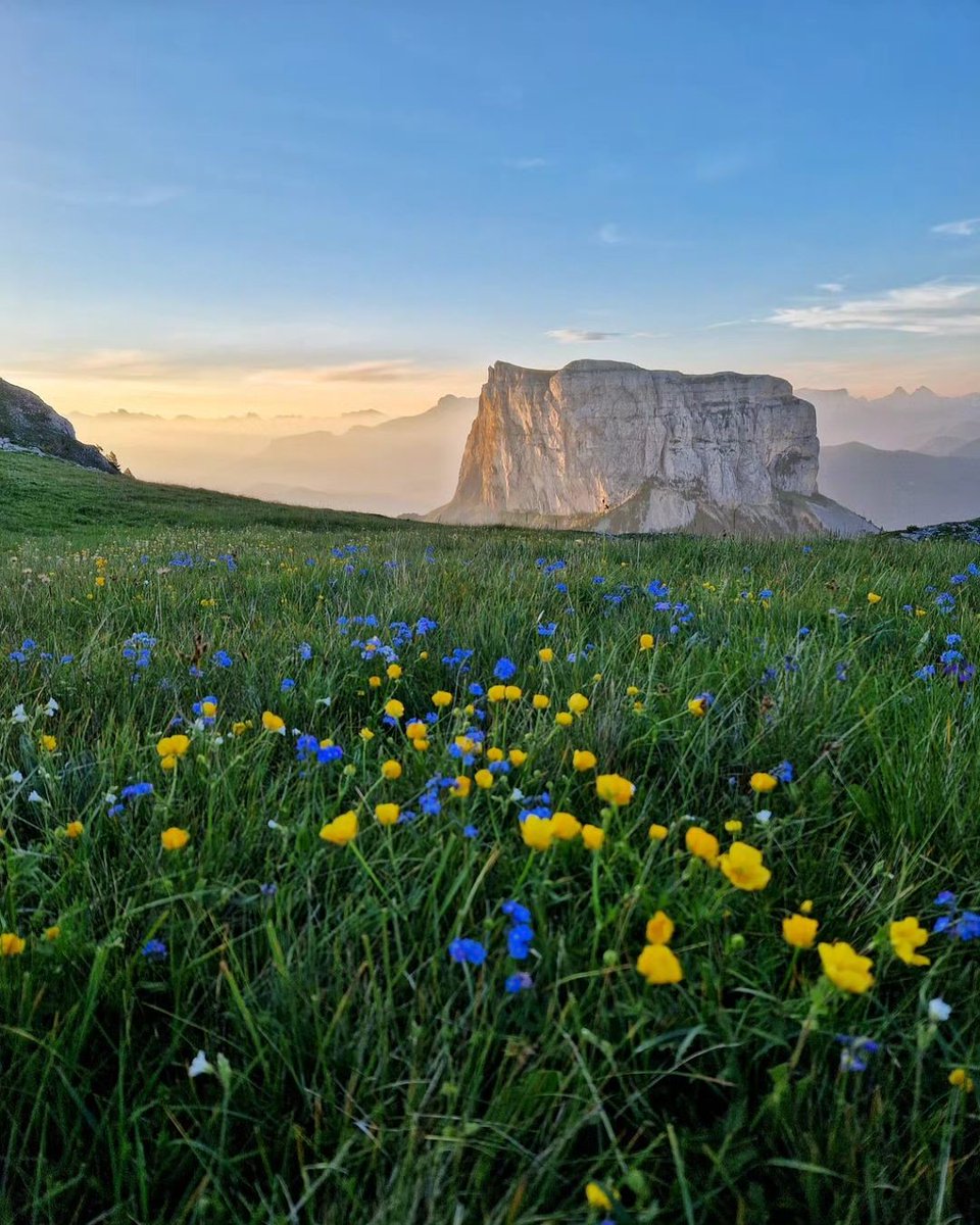 Un matin magique en face du Mont Aiguille...🌼🪻💙 📸 Xavier - Nature au Smartphone #monisere #iseretourisme #massifchartreuse #chartreuse #explore #france #grenoble #travel #nature #printemps #adventure #flowers #montaiguille #sunrise #lesalpes #randonnée #montagne #flowers