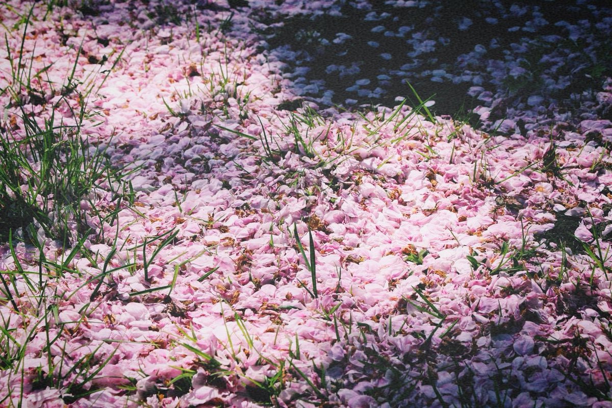 桜の絨毯
#桜
#風景写真
#スナップ写真
#キリトリセカイ
#写真の奏でる私の世界 
#写真で伝える私の世界 
#写真好きな人と繋がりたい 
#写真が好きな人と繋がりたい 
#写真撮るのが好きな人と繋がりたい
#カメラ好きな人と繋がりたい 
#ファインダー越しの私の世界 
#Canon
#キヤノン
#Canonphotograph