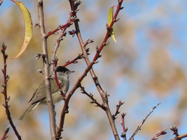 🐦Las aves adaptan su dieta en las paradas migratorias para contrarrestar los daños del vuelo y los parásitos Aquellas con múltiples infecciones por parásitos preferían los alimentos enriquecidos con antioxidantes en lugar de grasas 👉ucm.es/otri/noticias-…