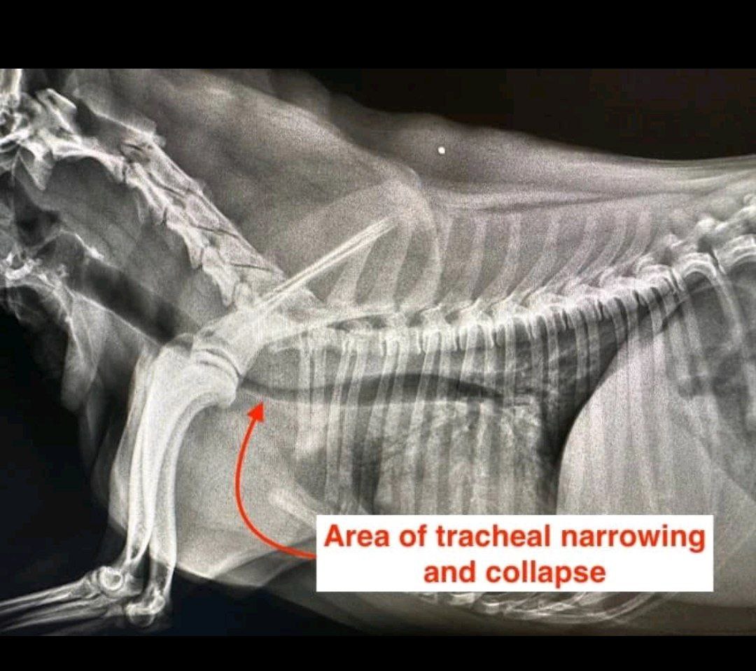 💥 Radiograph of Horse 🐎
📌Observe normal tracheal passage & Abnormal area of tracheal tube narrowing and collapse.
#equine #vetmed #dvm #vets