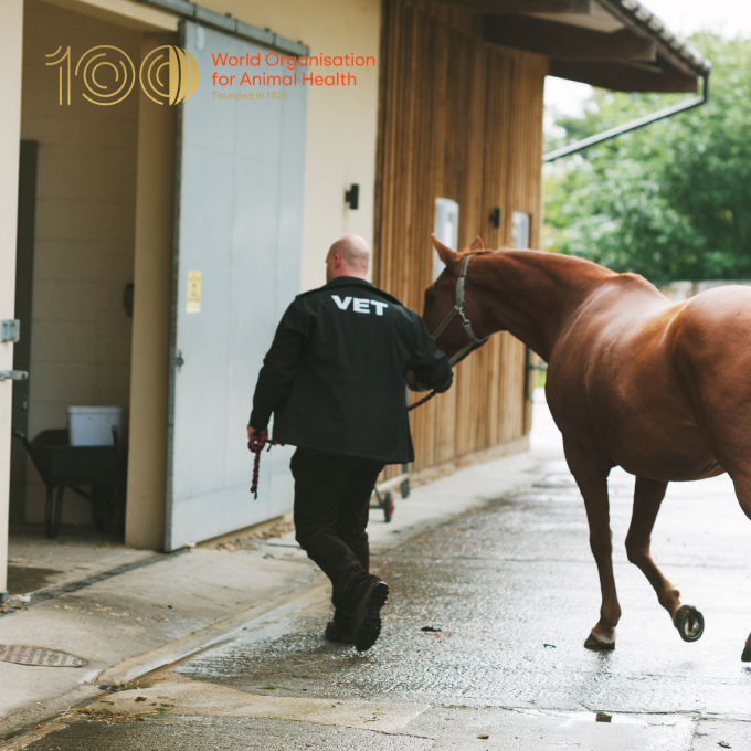 The #VeterinaryServices sector, including public and private veterinarians, ensures #animalwelfare. Their coordinated efforts are paramount, as the risk of compromised animal welfare escalates significantly in their absence. More: rr-middleeast.woah.org/en/our-mission…