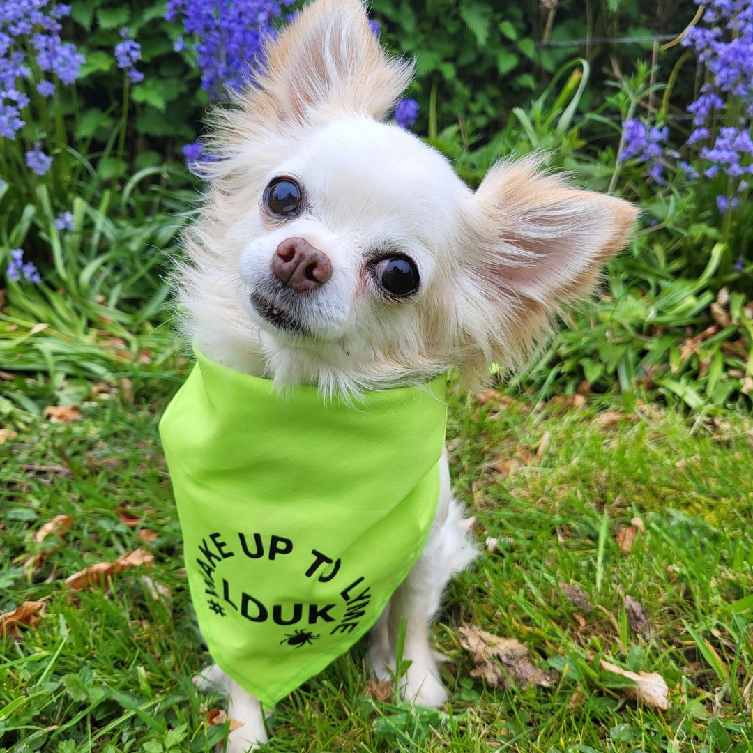 💚 Thank you to everyone who entered our pet photography competition on Friday! 🥳 Big congratulations to beautiful Piper who won the most votes from the LDUK team! 🥳 👉 You can buy your dog a bandana here theprancingdog.co.uk/products/lduk 👈 #WearLimeforLyme #WakeUpToLyme