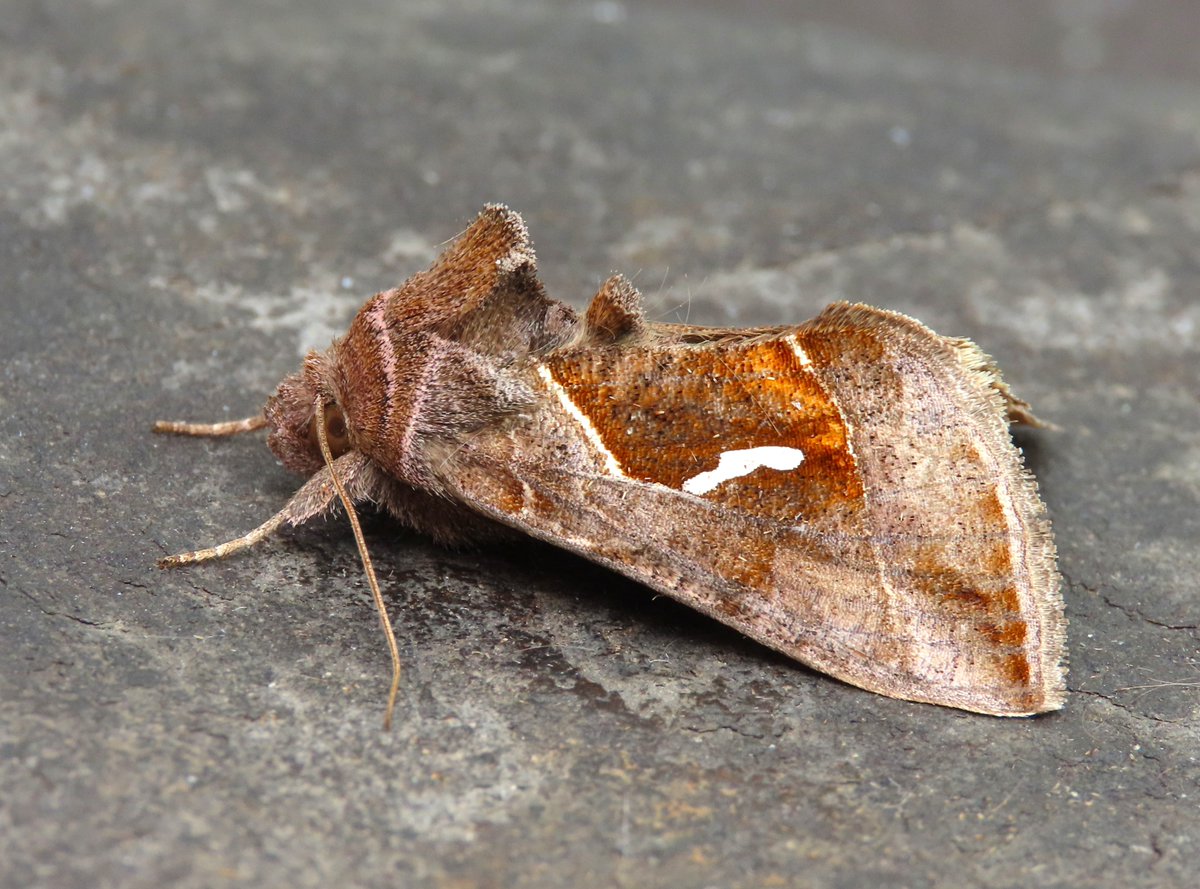 Weymouth: The moth trap still dire for numbers so this Dewick's Plusia was a surprise, I'm pretty certain its my earliest ever. More proof I guess that they are now breeding locally.