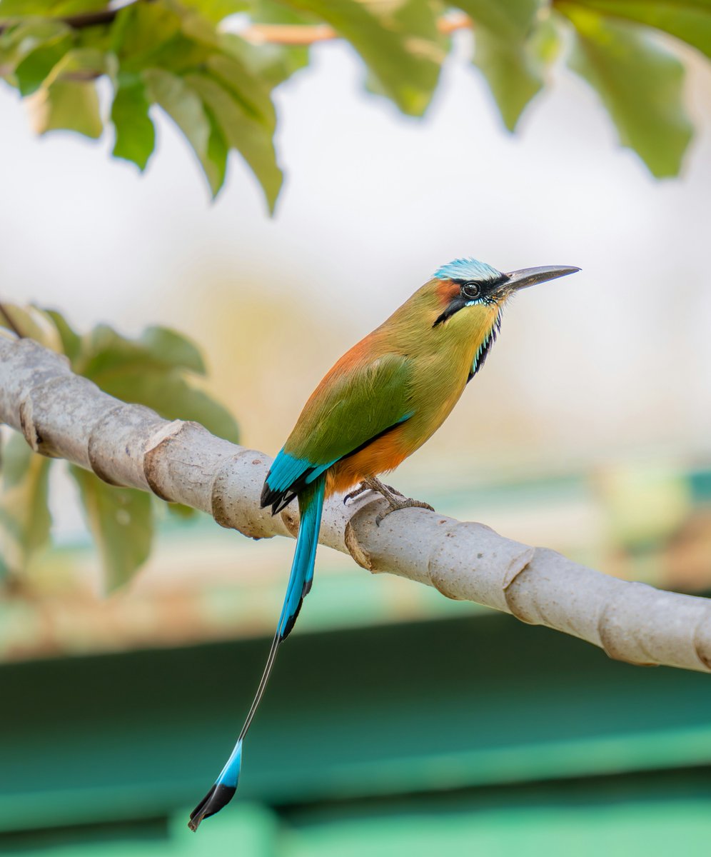 A stunning Turquoise-browed Motmot perched on a branch. These brightly colored birds are native to the tropical rainforests of Central and South America, and are the national bird of El Salvador. 🇸🇻 #MondayMorning #nature #Birds