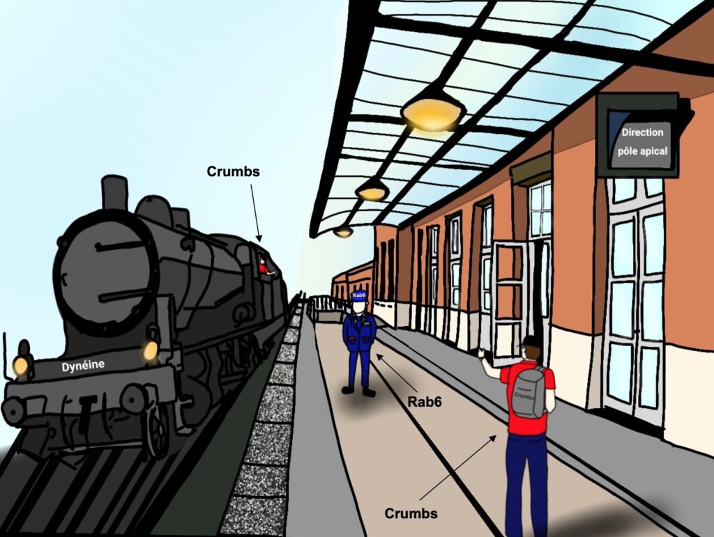 Nouveau Billet co-publié sur @PapierMache_Sci  : 
Un petit pas pour Crumbs, un grand pas pour le développement du cortex cérébral
papiermachesciences.org/2024/04/26/un-…

Par Elise Mary, François Bouvard, Gabrielle Maillard, Paloma Guernalec