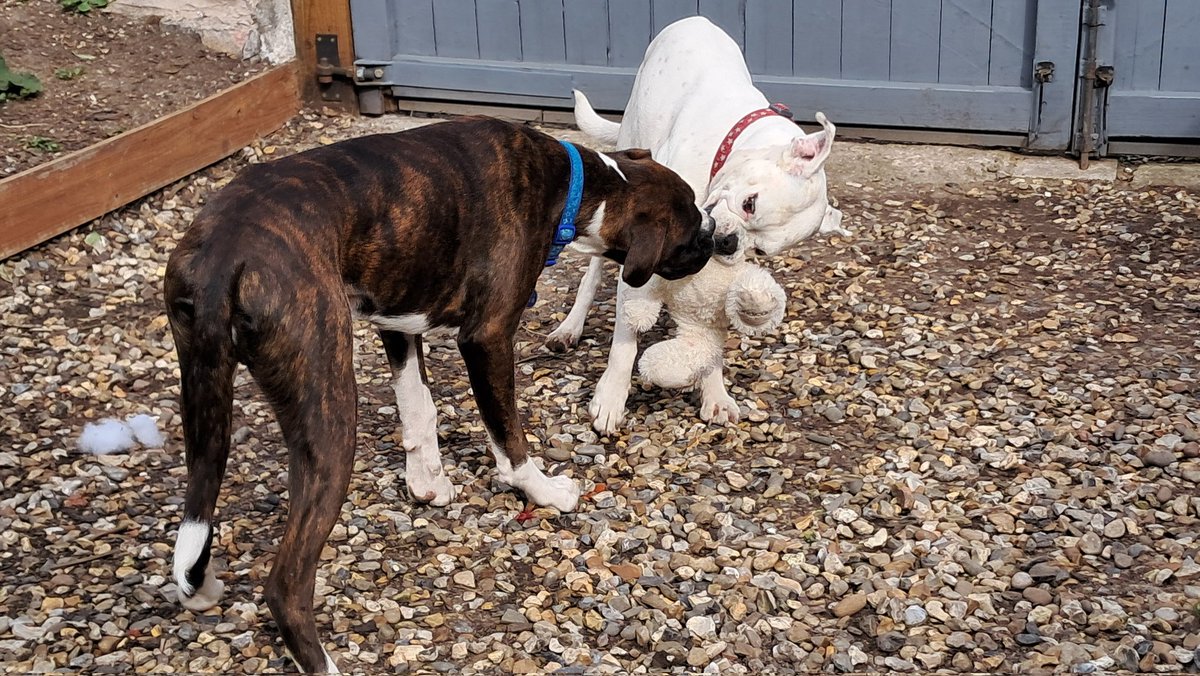 Another one bites the dust! 🤣🐕🐕❤️