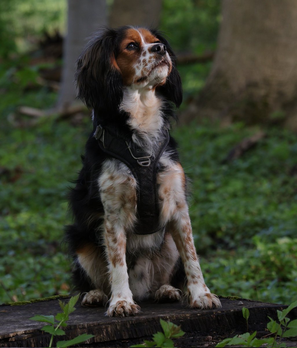 Gisteren al een #sneakpreview van #Skip ons vrolijke #beaglier. #huisdier #mei_nmooistefotos