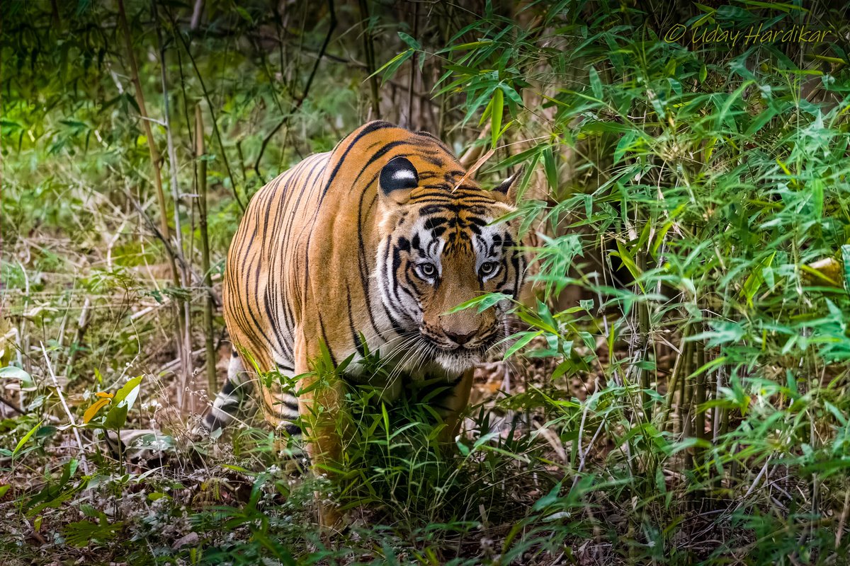 EYES - windows to the soul

Tadoba diaries - Taru

Nikon D500 with 200-500 f5.6

#TwitterNatureCommunity 
#IndiAves #NatureBeauty #nikonphotography #ThePhotoHour 
#nature_perfection #natgeowild #natgeoindia #EarthCapture #wildlifeiG #Nikon #tadoba #eye #tiger