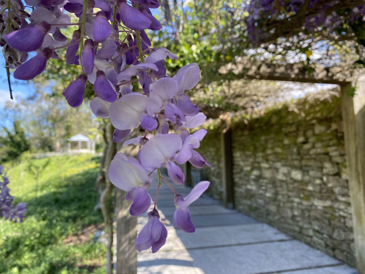 Floración de glicinias (Wisteria sinensis) no Parque de Belvís #CompostelaVerde #Compostela #SantiagoDeCompostela

…postelaverde.santiagodecompostela.gal/places/pergola…