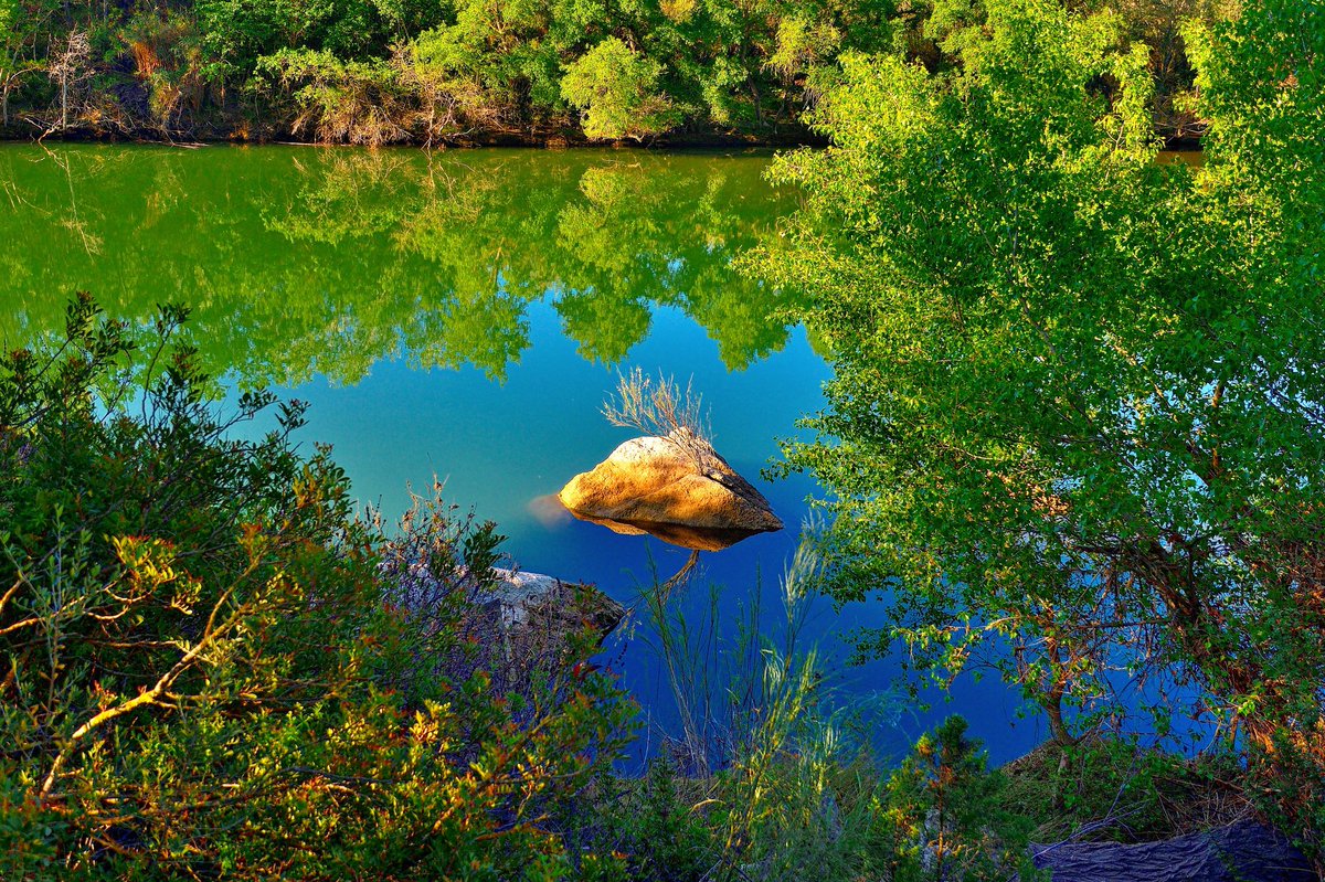 Bosc de ribera al camí del meandre de Flix