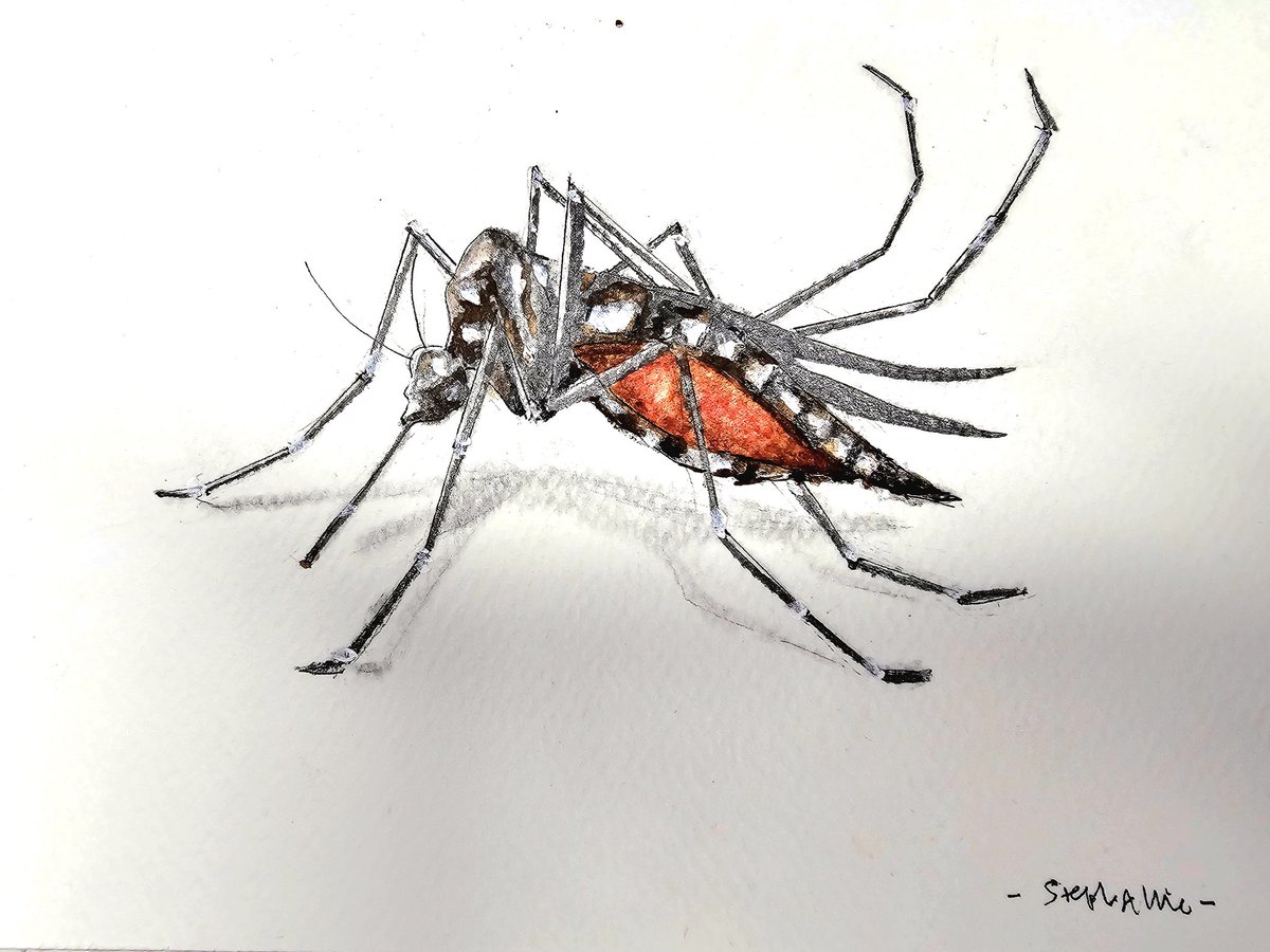 Aedes aegypti ~ reign of terror of the small but mighty! #dengue