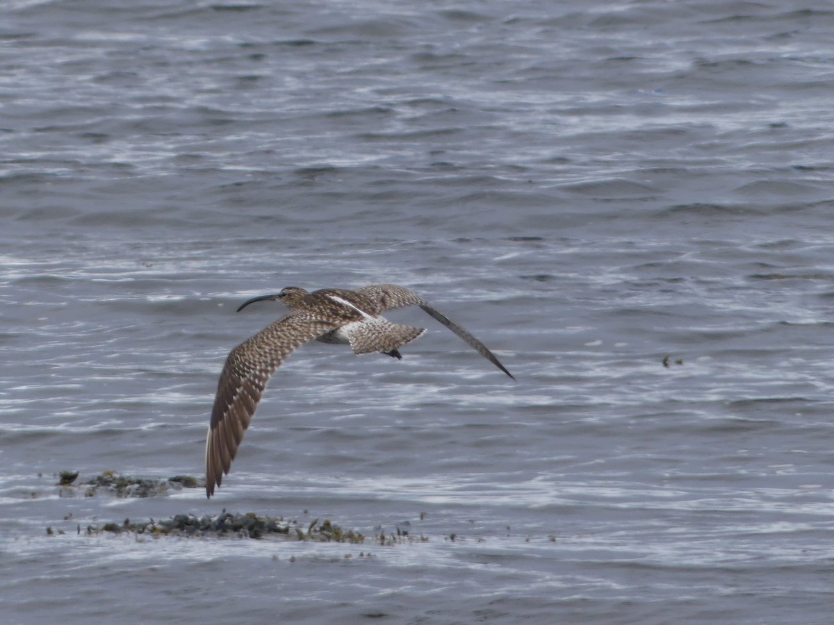 Every year around April/May I see Whimbrel at my local patch. It’s great to see them back again this year & to see 10 birds, which is the most I have counted. I enjoyed focusing on them in my latest #journal & getting these flight shots. @PatchBirding #BirdsSeenIn2024