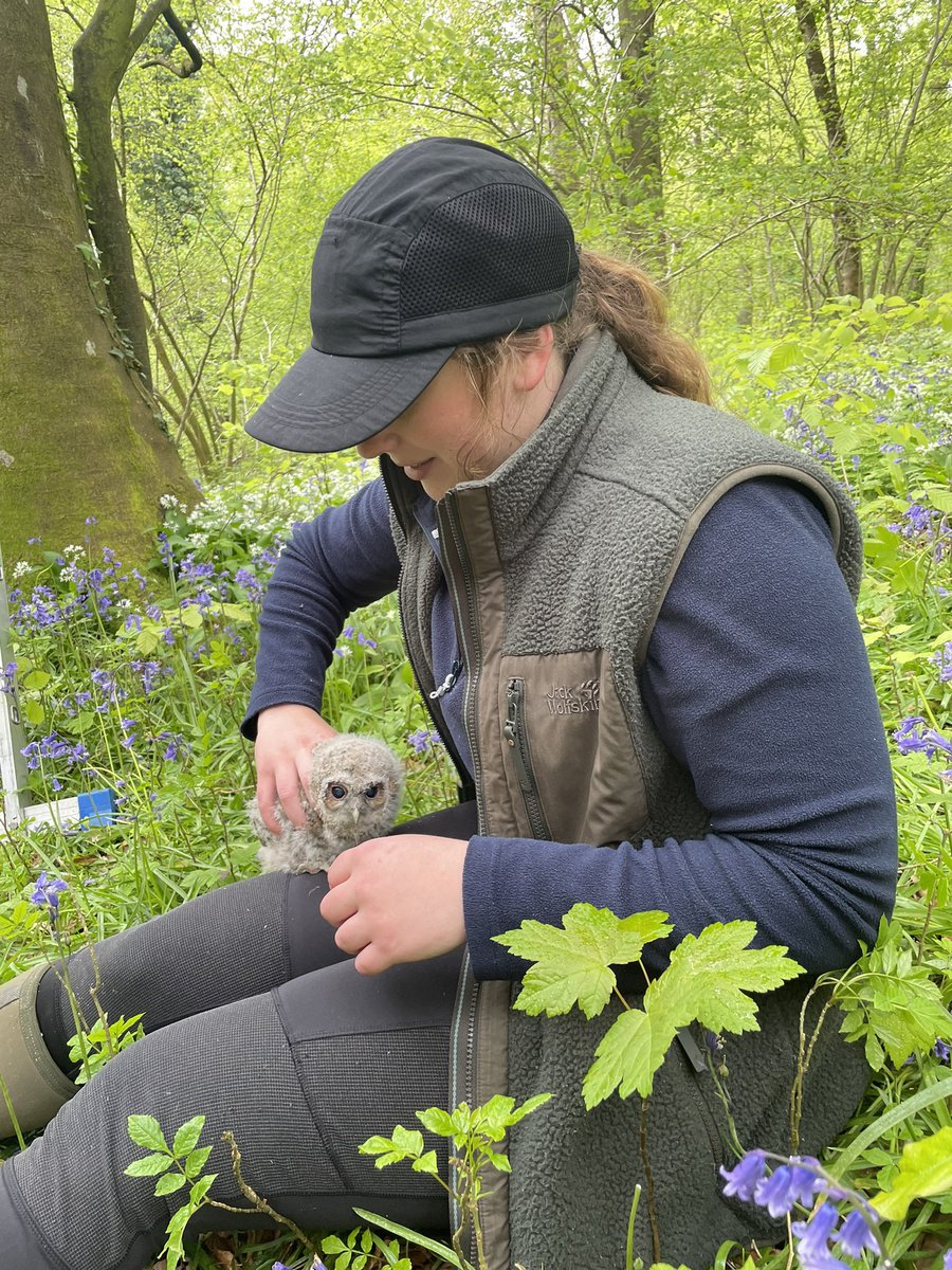 LydiaFarnell's tweet photo. Tawny Owlets! Ringing these today was pretty special, 23 in total! They’re a bit stinky but very cute. 
Plus a bonus Stock Dove!

(Under supervision and guidence of a licensed BTO ringer)
#conservation #owls #BirdsSeenIn2024 https://t.co/tIJti5VuDS