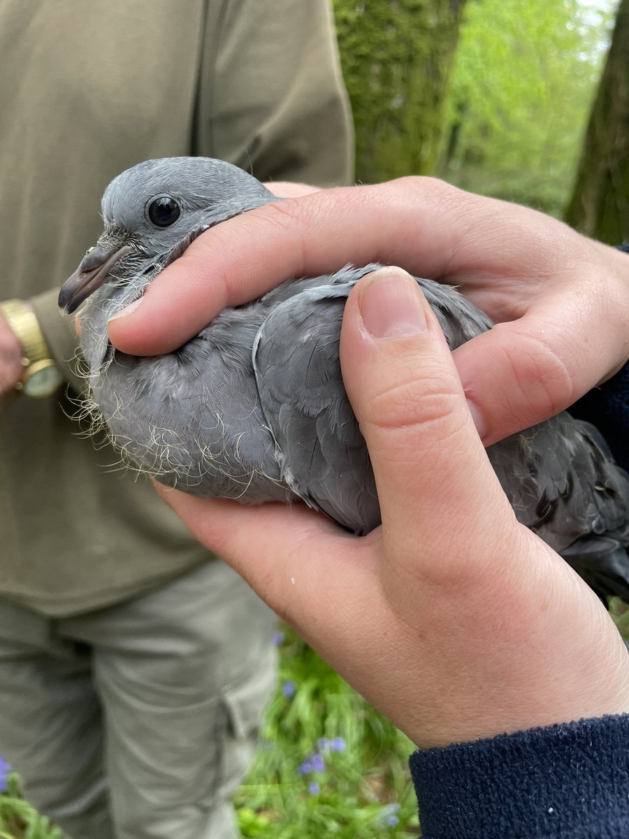 LydiaFarnell's tweet photo. Tawny Owlets! Ringing these today was pretty special, 23 in total! They’re a bit stinky but very cute. 
Plus a bonus Stock Dove!

(Under supervision and guidence of a licensed BTO ringer)
#conservation #owls #BirdsSeenIn2024 https://t.co/tIJti5VuDS