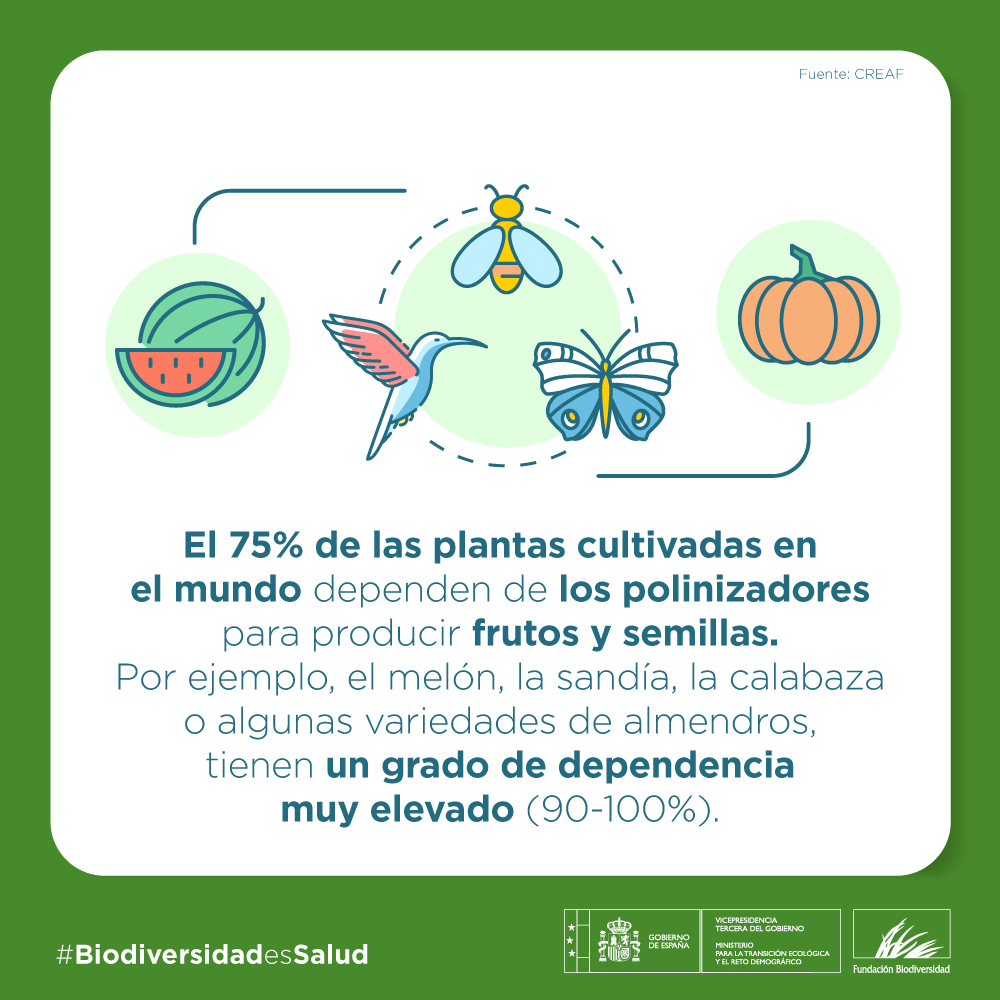 A lo largo del último siglo, se han detectado declives muy importantes en la diversidad y abundancia de los insectos polinizadores, especialmente de abejas y mariposas 🐝🦋 El 75% de los cultivos dependen de ellos. #BiodiversidadEsSalud