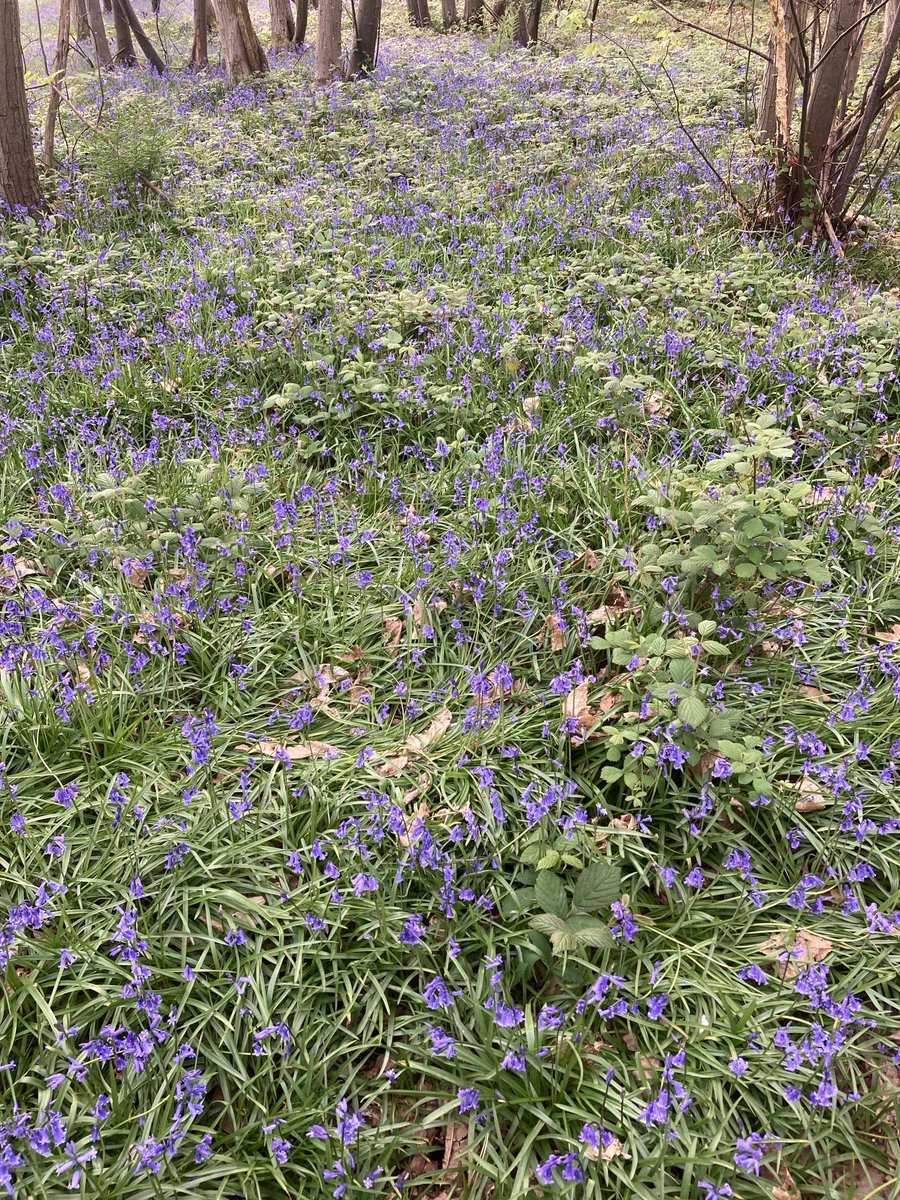 We have installed new carpet in our woodland. I think you will agree it is most fetching 😊