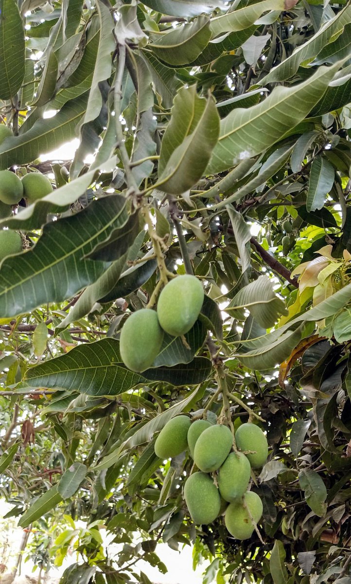 Enjoying the rural charm of mango tree! 🌳

 #VillageVibes
#VillageLife
#MangoTree