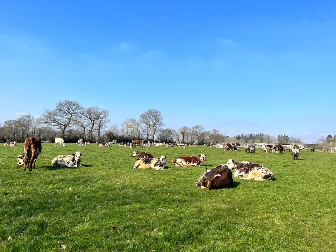 B_Rouille's tweet photo. 🚨 #OffreEmploi

La ferme expérimentale régionale Normande "La Blanche Maison" cherche son/sa nouveau/nouvelle directeur/directrice.

#farmxp 

Offre ➡️ https://t.co/klCVzQBjV4 https://t.co/JlshKvrSYL
