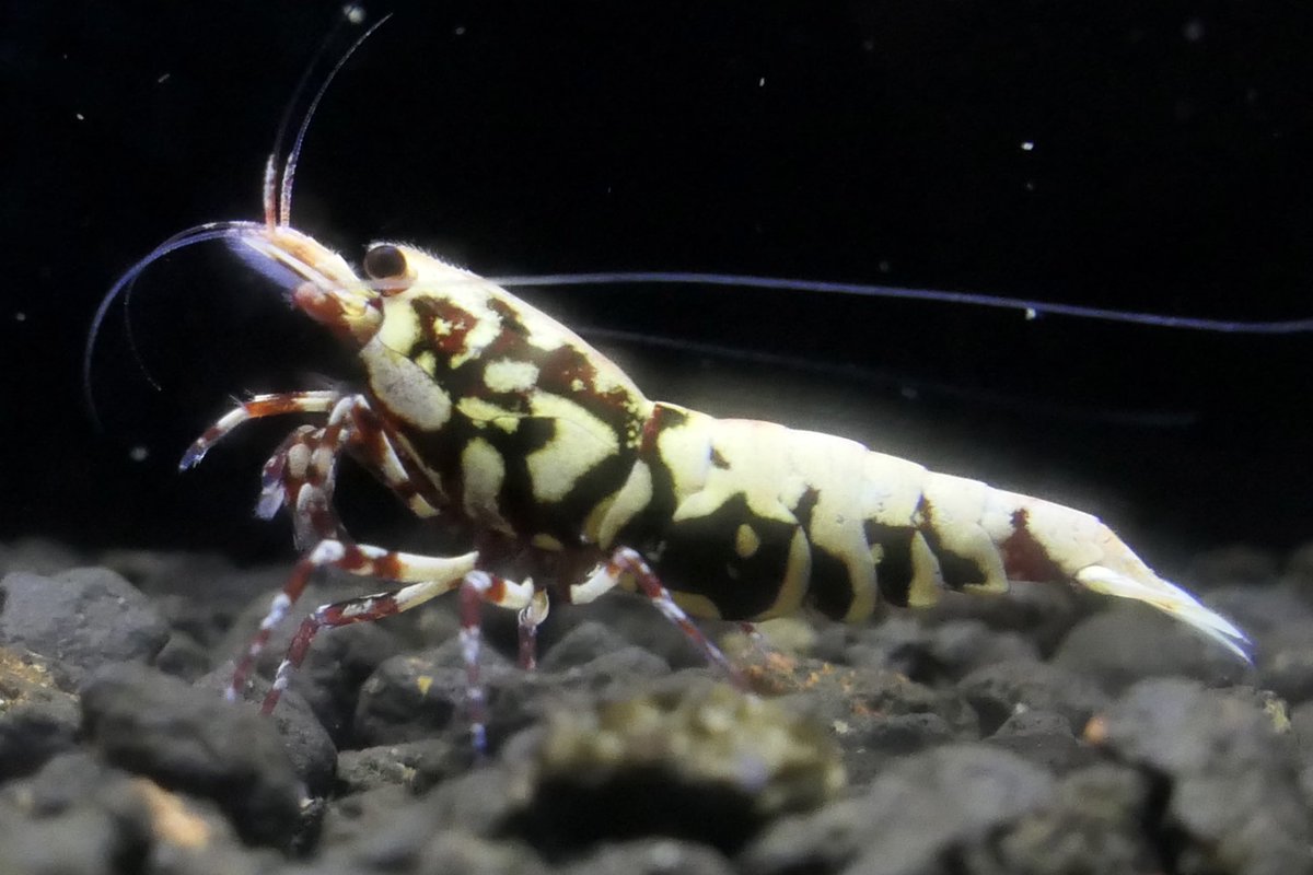 本日21時終了です‼️