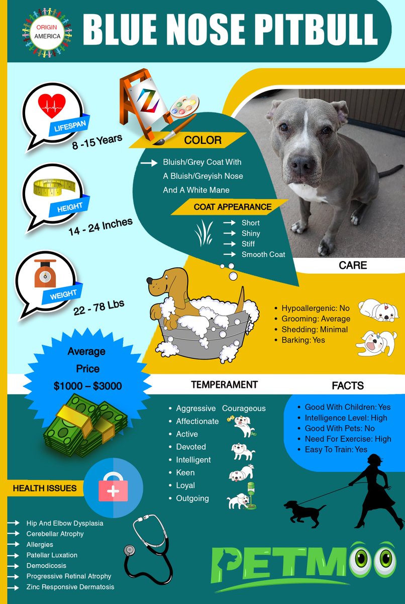Blue Nose Pitbull Infographic
#petmoo #pets #dogs #dogbreeds #doginfographic #bluenosepitbullinfographic