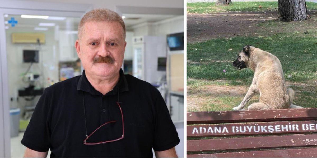 Adana Veteriner Hekimler Odası Başkanı Nihat Köse: “Adana’da yaklaşık 200 bin köpek var. Sokakta köpek olduğu sürece ısırma vakaları olacaktır. Çünkü köpek saldırgan bir hayvandır. Gerek kendini koruma iç dürtüsü gerekse tehlike olduğunu düşünerek saldırıp insanları ısırabilir.