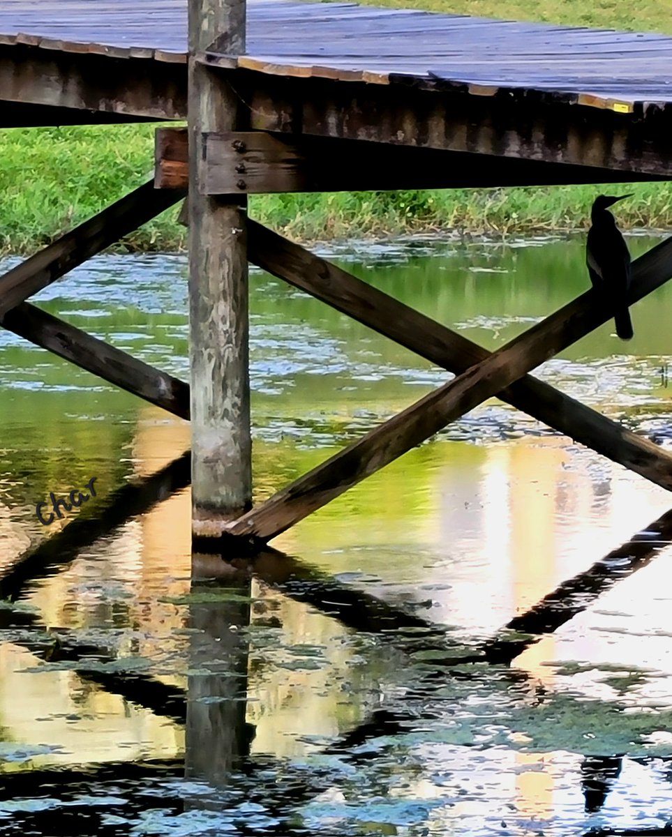 Shelter under the bridge
🌾🌾🌾  🐦‍⬛  🌾🌾🌾
#Birds #Bridge #Anhinga