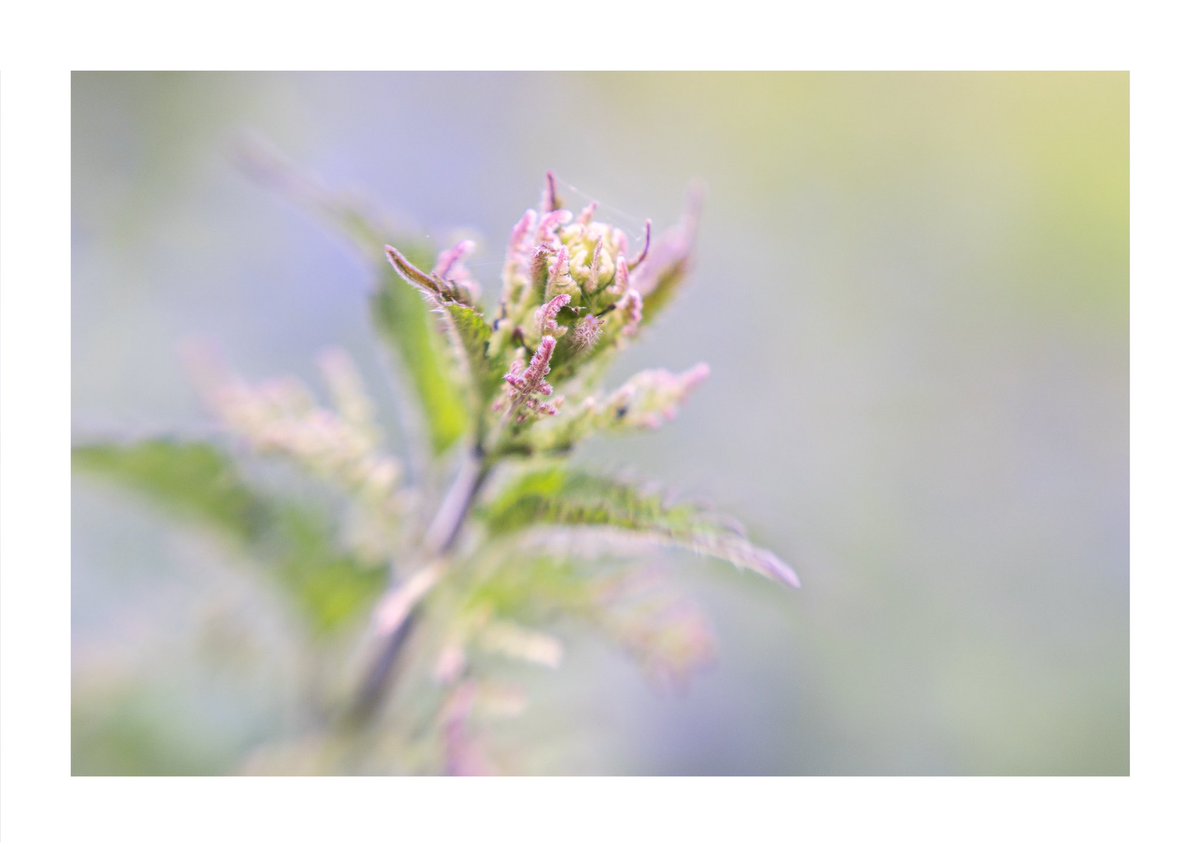 Nettle unfurling in Greenwich Park  #fsprintmonday #Sharemondays2024