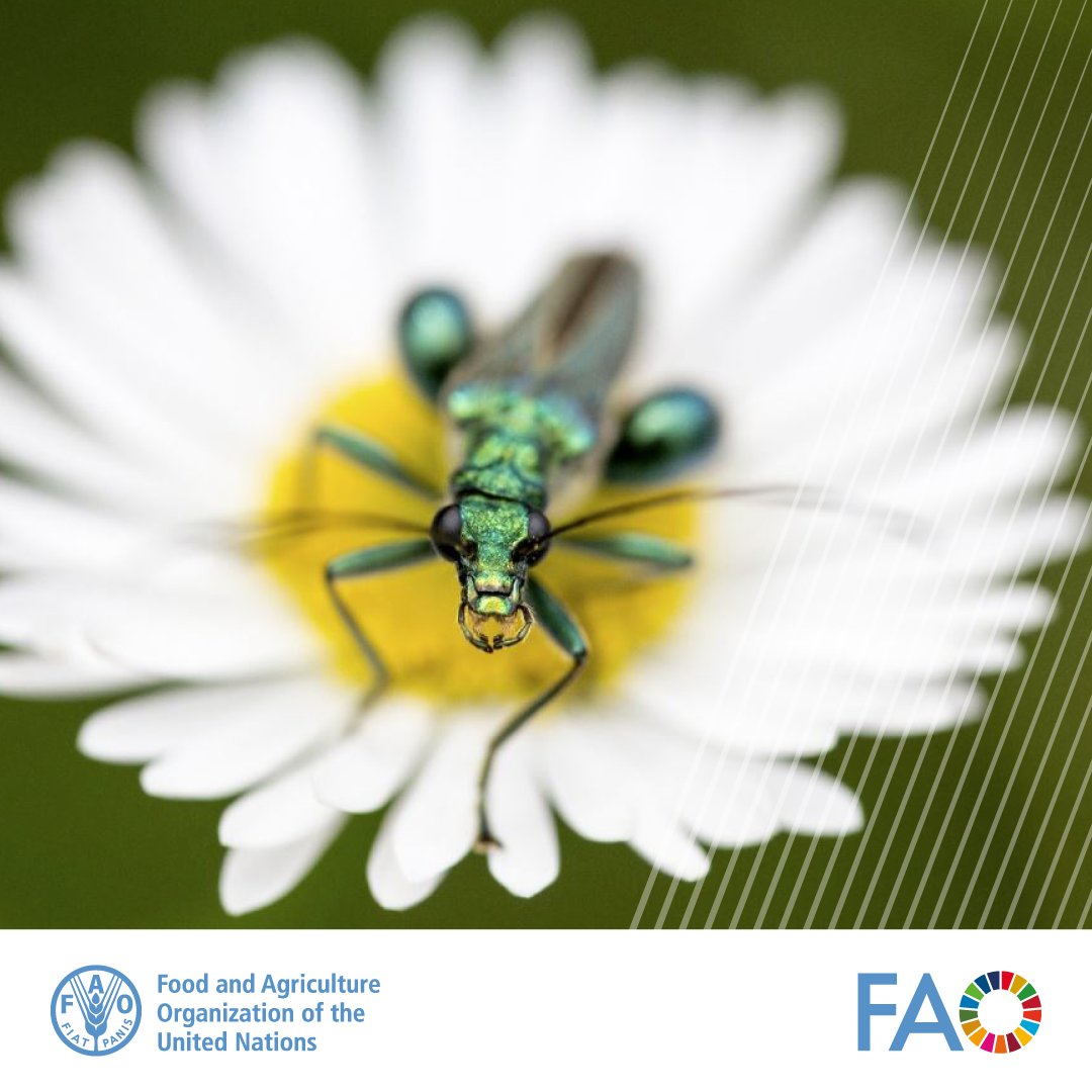 Our world is made of an invisible web. Loss of species weakens this web & can alter an entire ecosystem, & this affects us too. Take pollinators for example. Without them, most of our food wouldn't exist. @FAO's work to protect #biodiversity 👉 bit.ly/3Fkqo1s