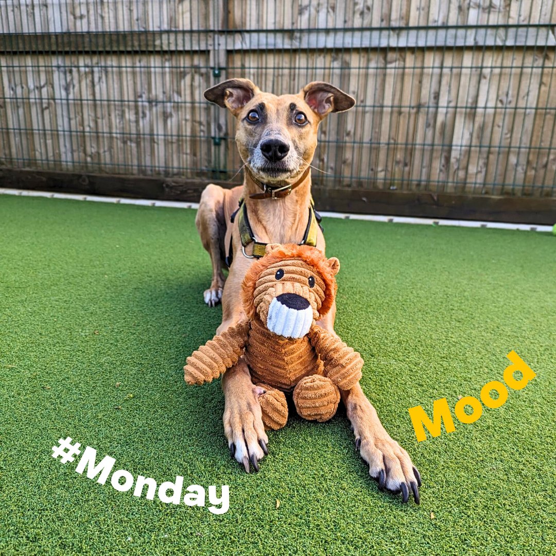 🌻 Who says #Mondays have to be ruff? Why not kick off the week by bringing your favourite teddy to work for some extra comfort and cuddles 🥰Pumpkin-Pie says it's the perfect way to beat those #MondayBlues! 🤗 She is still looking for her forever home 💛 #DogsTrust #Cardiff