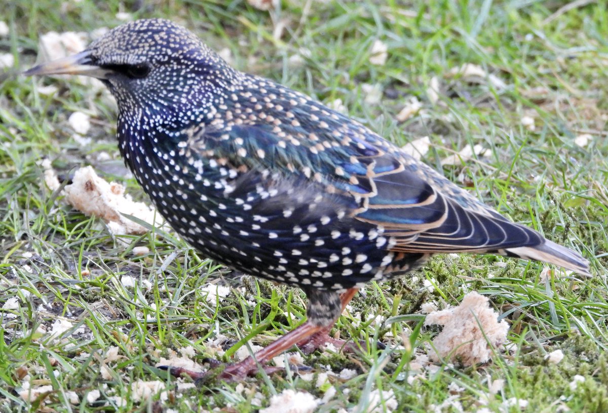 @WriterHannahBT A starling pinching the blackbirds mealworms was #FirstBirdOfMyDay though to be fair,  the blackbirds don’t come around as much just lately.