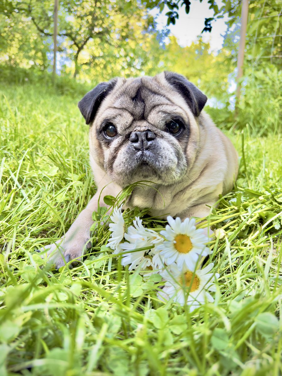 🐾🌼 I raced to our garden this morning, eager to surprise Bubble! I snatched a bunch of daisies, hoping to bring a smile to my little sister's face. What a thoughtful pug I am! #MauriceThePug #TheUniverseOfMaurice #Pug #SimpleLife #Pet #Romania #Monday #Daisies #Garden #Flowers